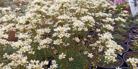 Saxifraga 'Kivikratt' Hopearikko